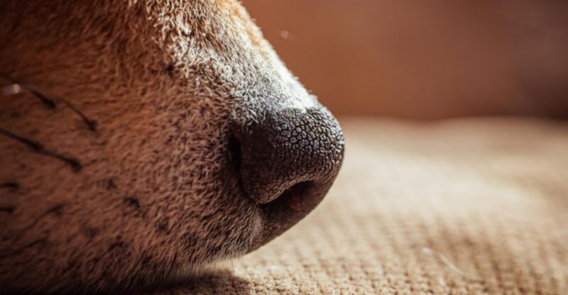 12 hidden scents dogs pick up that humans cant even notice