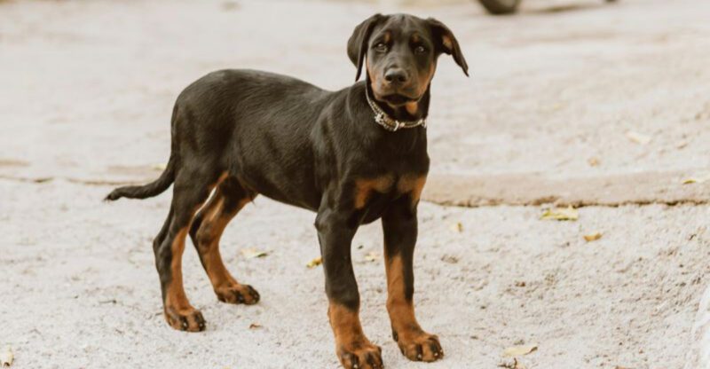 12 incredibly loyal dogs that never stop waiting for you