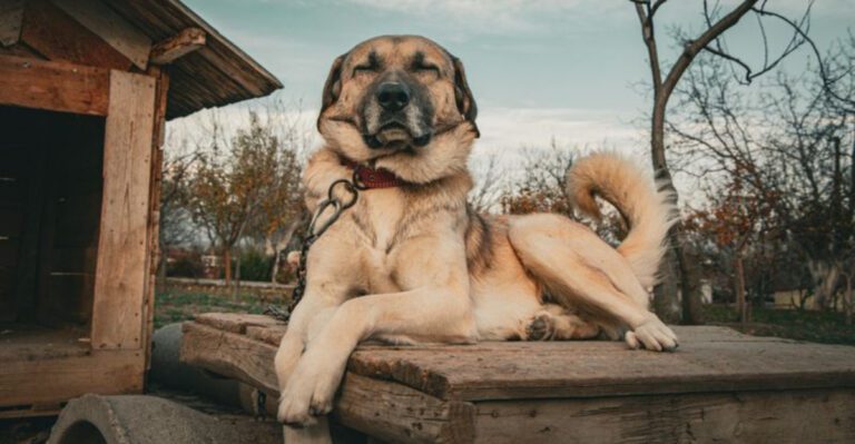 12 powerful dog breeds built for strength protection and survival dog news