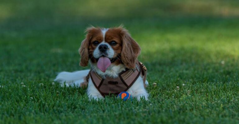 12 sensitive dog breeds that depend on constant reassurance dog news