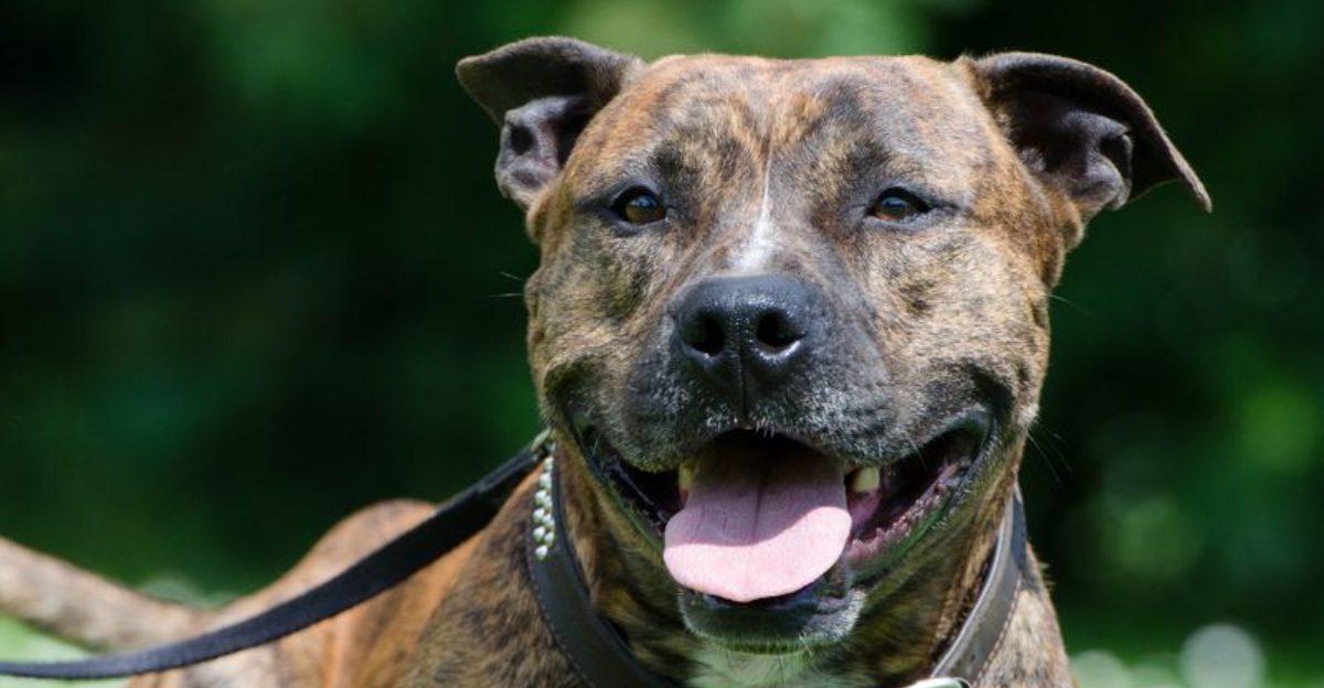 12 strong willed dog breeds that love with total devotion