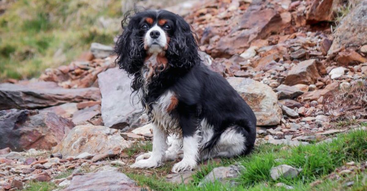 12 sweet natured dogs that make living together effortless