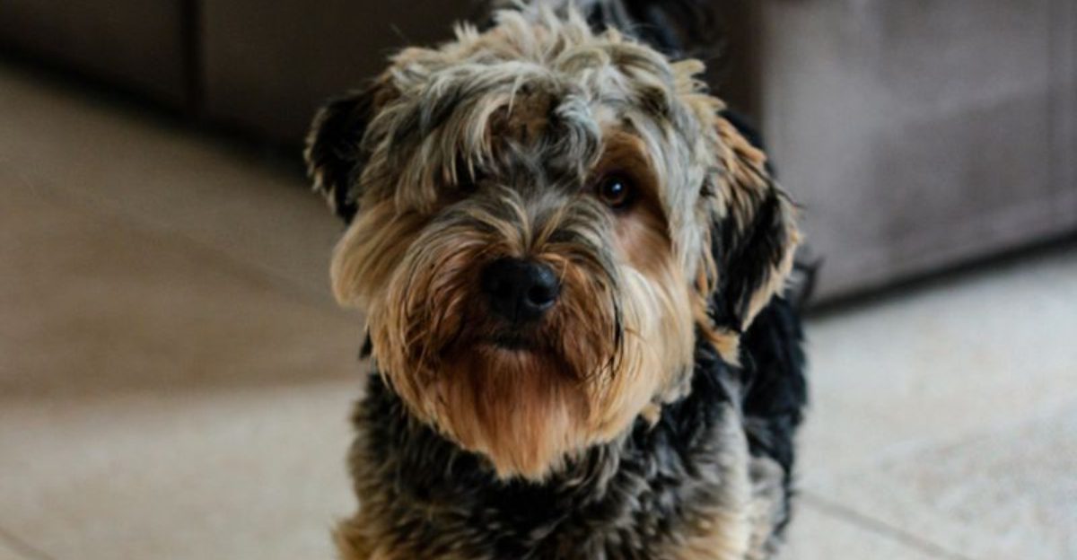 12 tiny dogs with hilarious personalities you wont