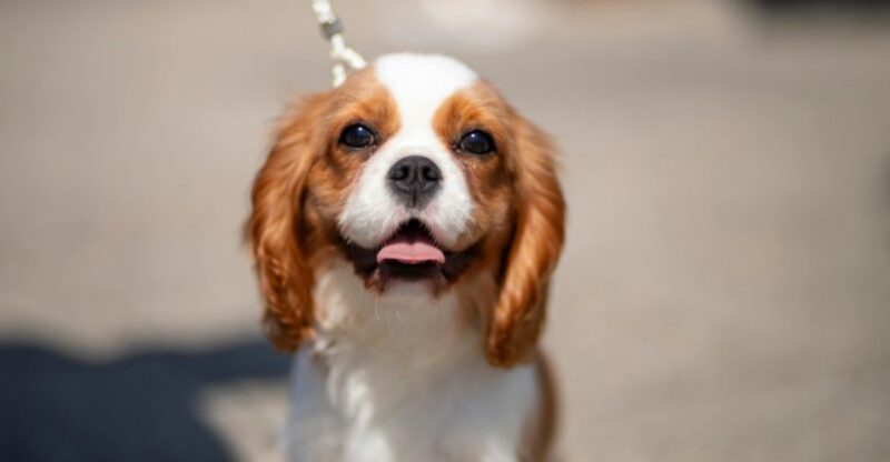 13 breeds that struggle without constant human connection