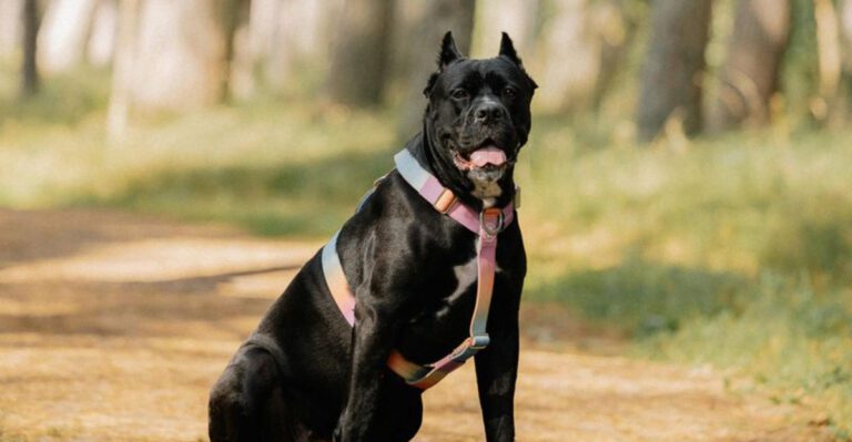 13 calm looking dog breeds that fool people into a nightmare of care and regret dog news