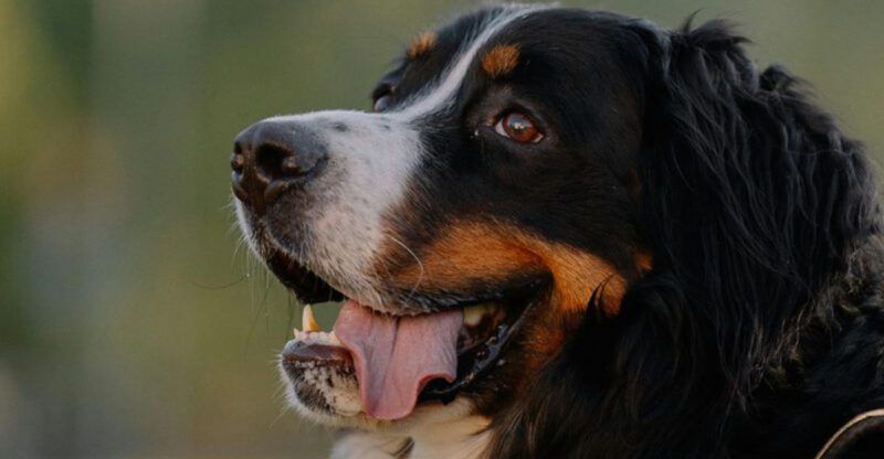 13 calming dog breeds that help reduce stress and anxiety