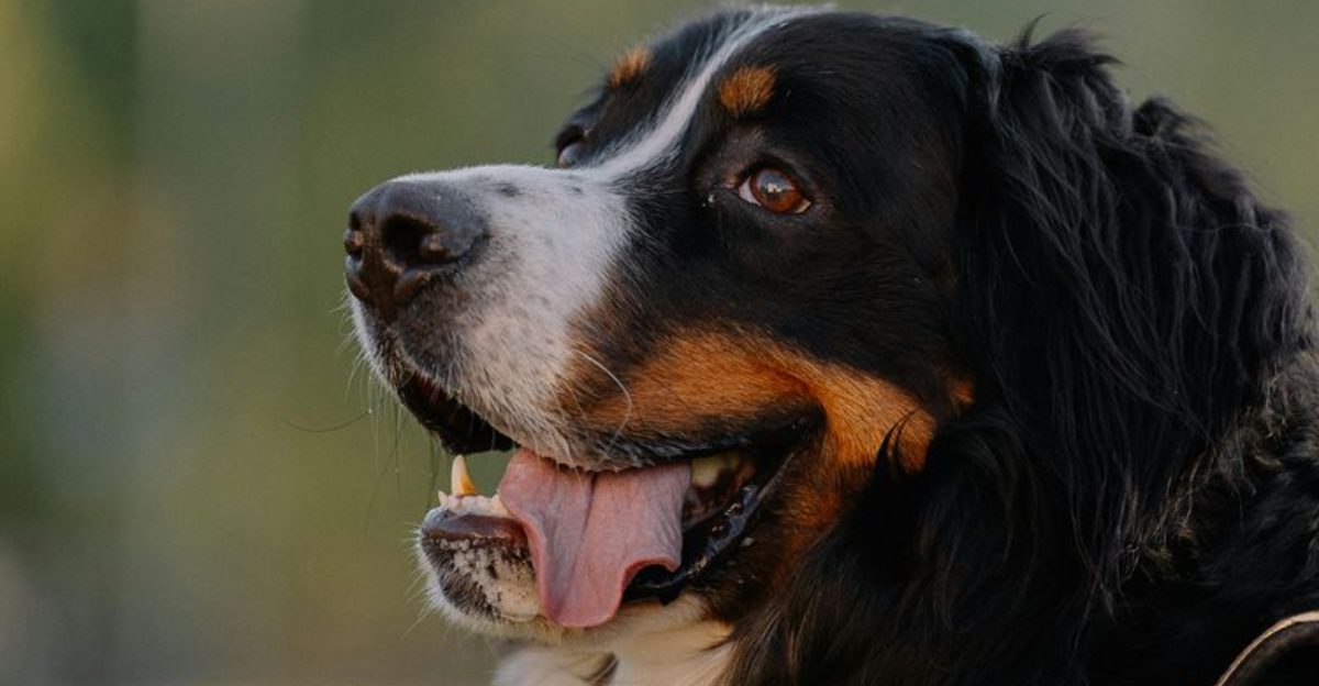 13 calming dog breeds that help reduce stress and