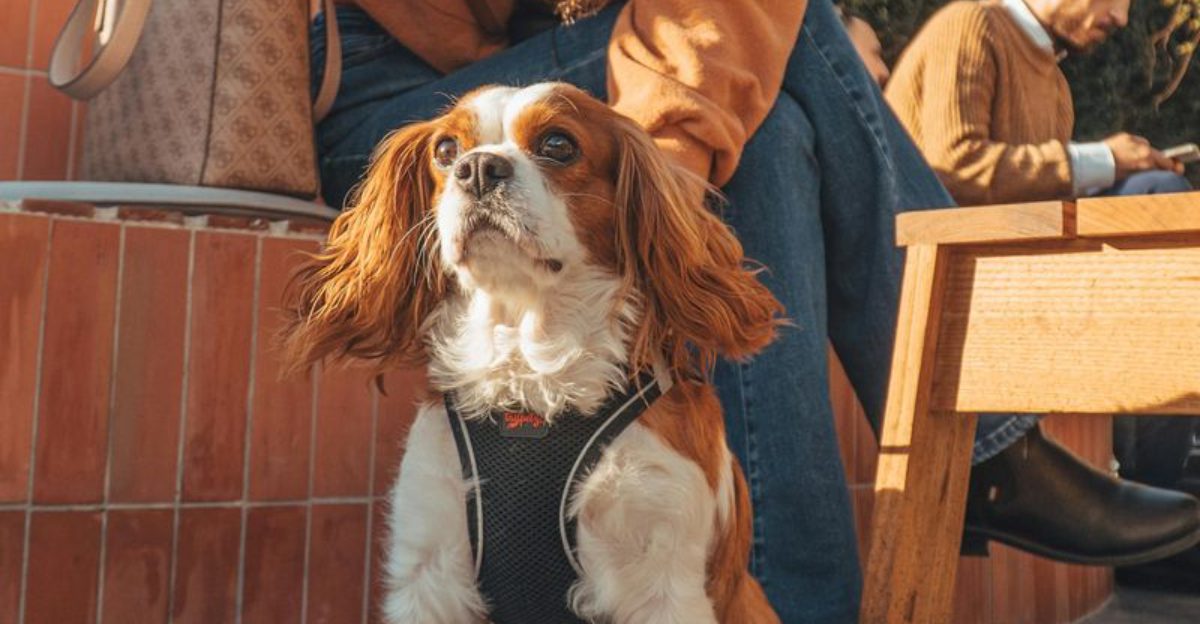 13 deeply loyal dog breeds that form unbreakable bonds