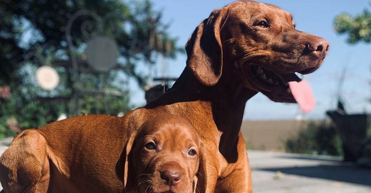 13 dog breeds known for their incredible speed