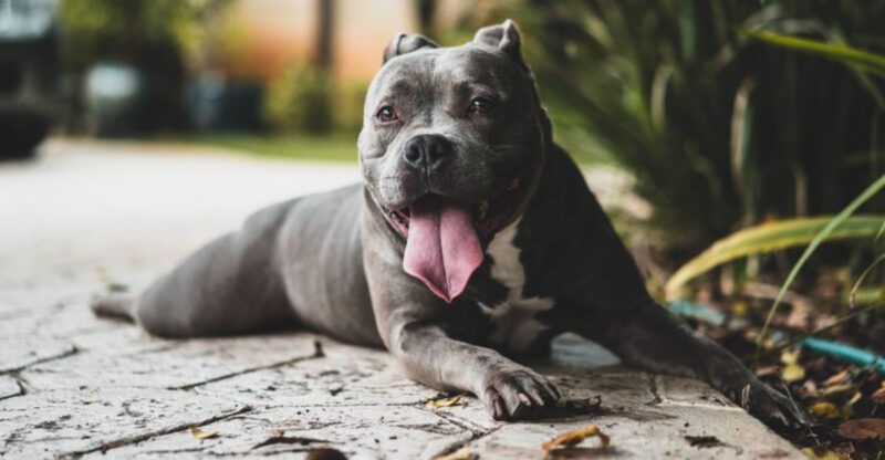 13 dog breeds most often found behind beware of dog warnings