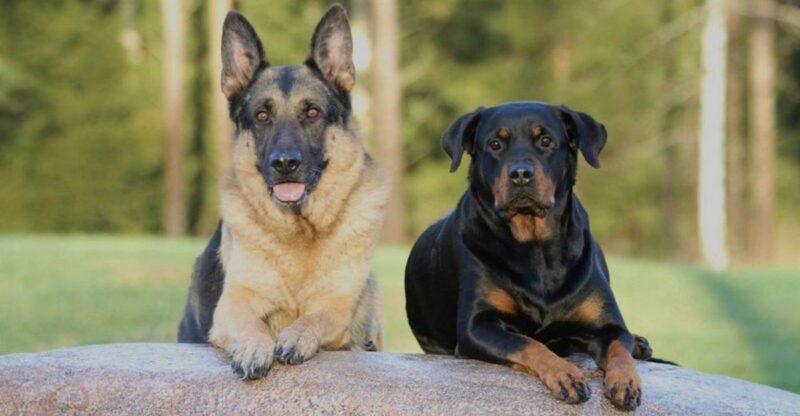 13 dog breeds that bond deeply with one person plus 5 more that will never leave your side