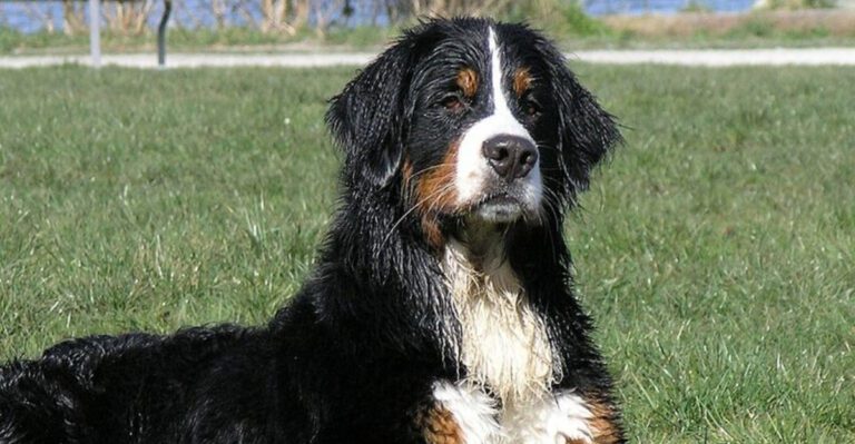 13 dog breeds that often top the list after serious research dog news