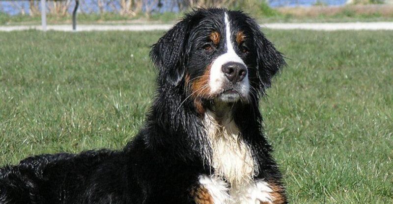 13 dog breeds that often top the list after serious research