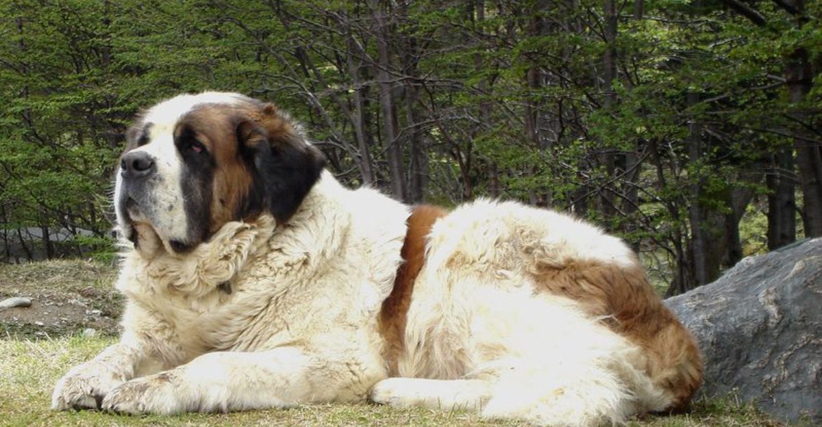 13 dog breeds that settle into a gentle nature