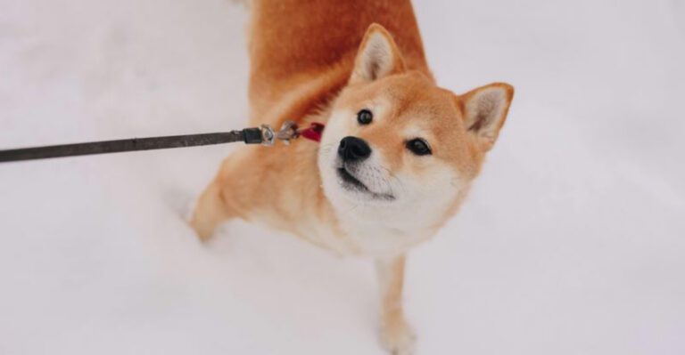 13 dogs that may show sudden aggressive behavior you cant predict dog news