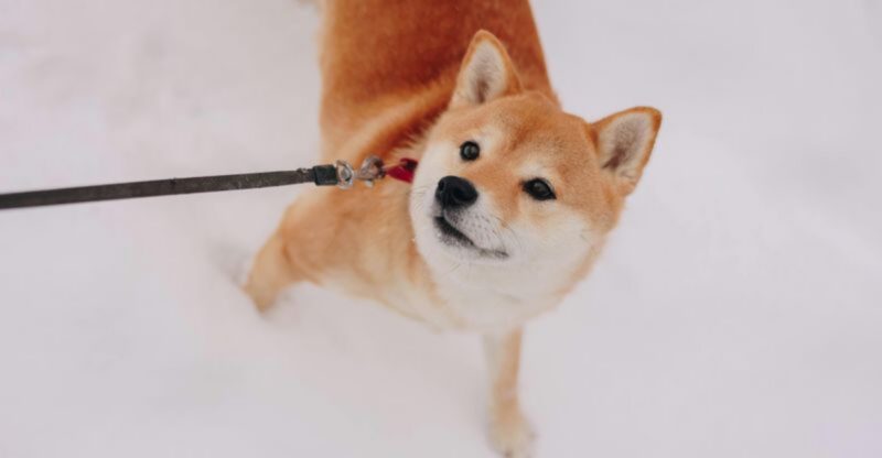 13 dogs that may show sudden aggressive behavior you cant predict