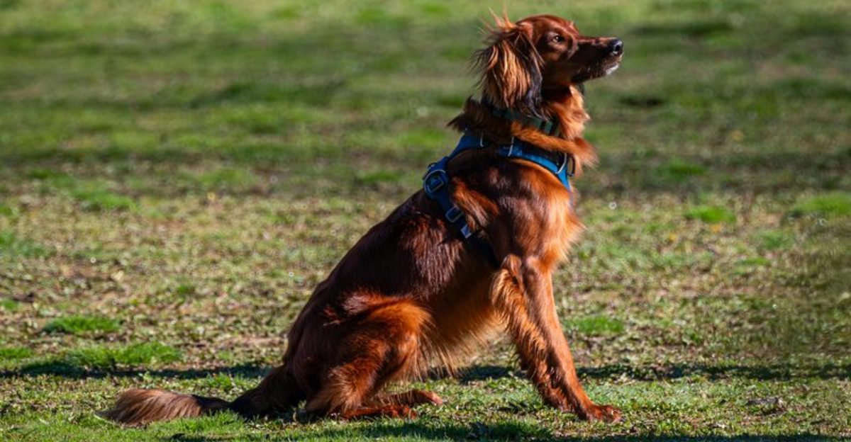 13 dogs with big reputations but weak guarding instincts