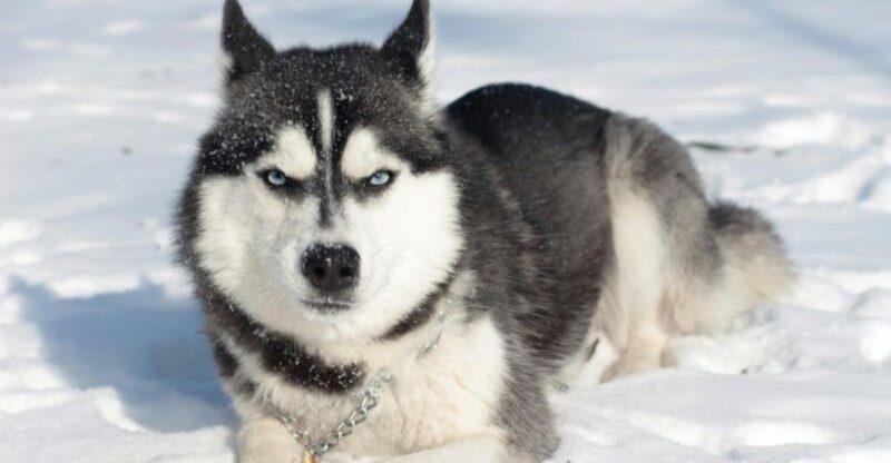 13 dogs with dramatic personalities that make life more entertaining