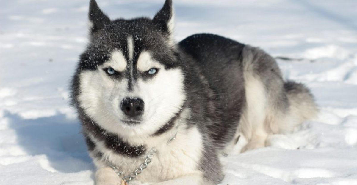 13 dogs with dramatic personalities that make life more entertaining