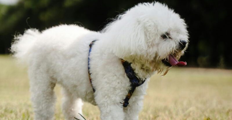 13 easygoing dog breeds perfect for kids and first time pet parents