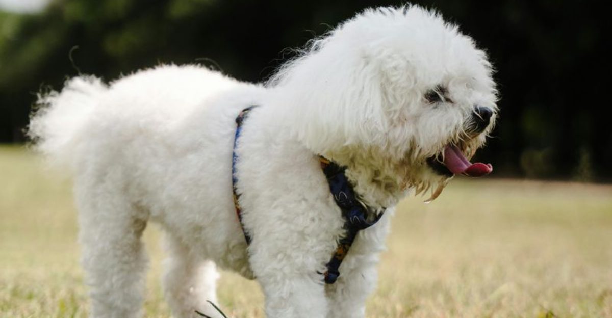 13 easygoing dog breeds perfect for kids and first time pet parents