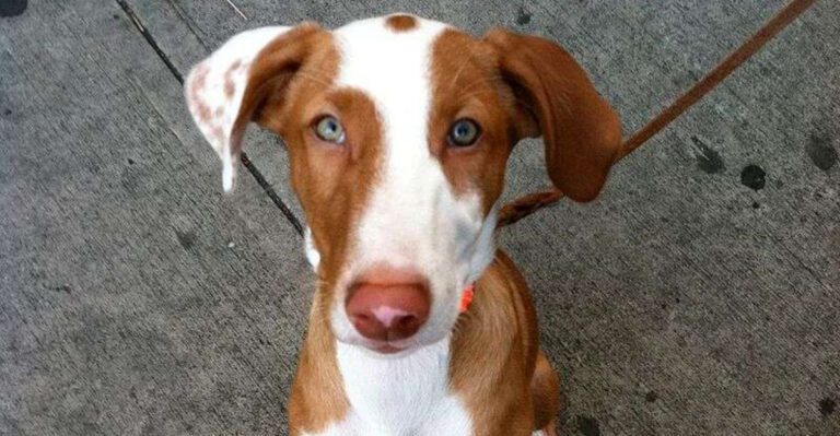 13 heat loving dog breeds that thrive in sunny climates dog news