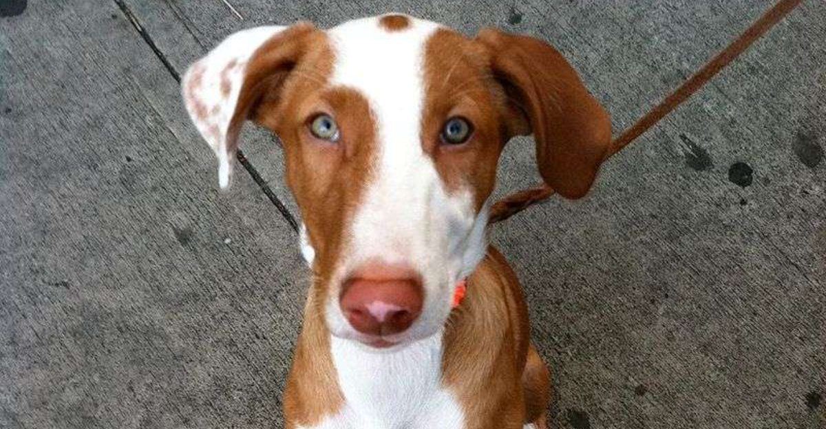 13 heat loving dog breeds that thrive in sunny climates