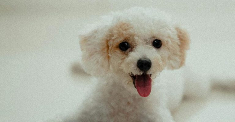 13 high maintenance dog breeds you should think twice about dog news