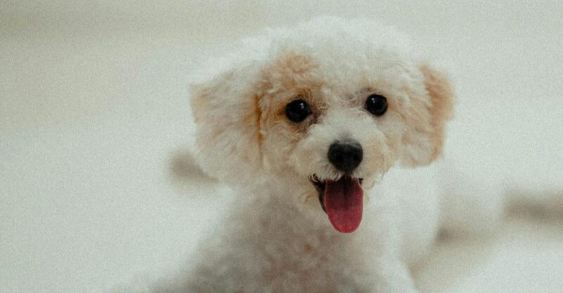 13 high maintenance dog breeds you should think twice about