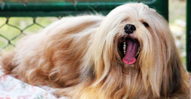 13 independent dog breeds that rarely listen dog news