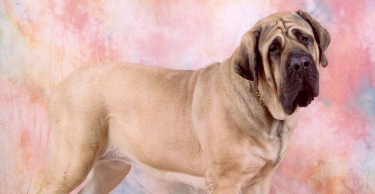 13 large breeds that arent worth the trouble for most people dog news