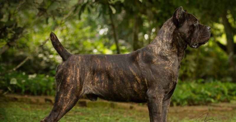 13 powerful dogs with some of the strongest bites in the world