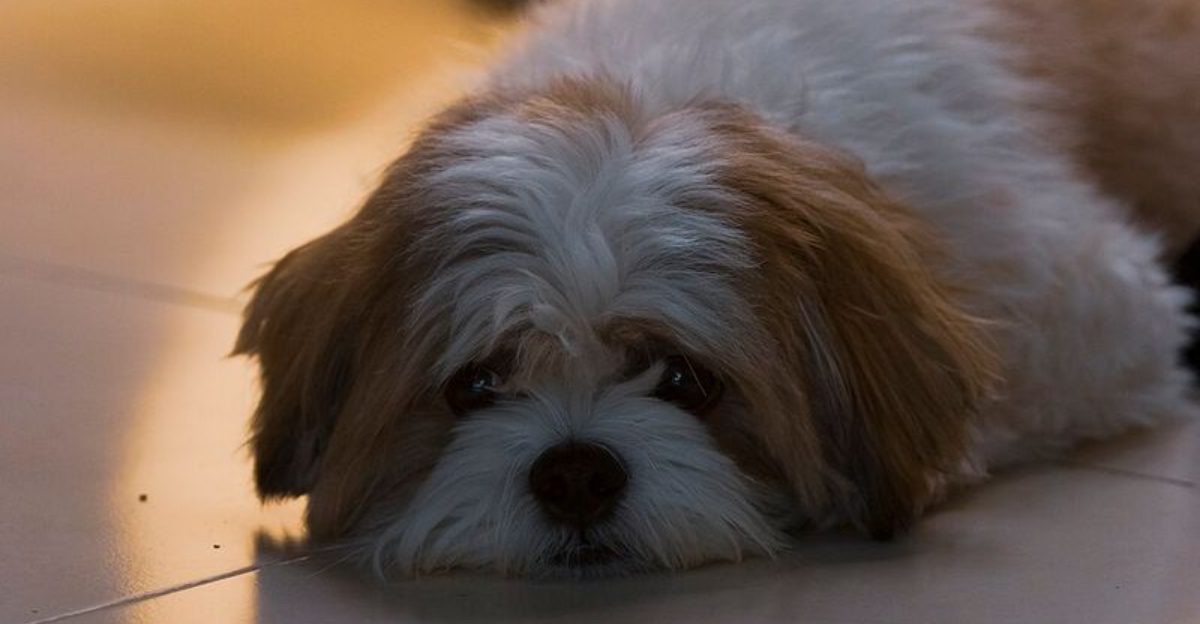 13 small dog breeds with big loyalty and loving personalities