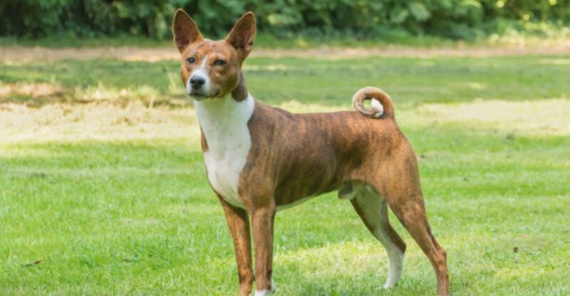 13 standout dogs that impress with their unique qualities
