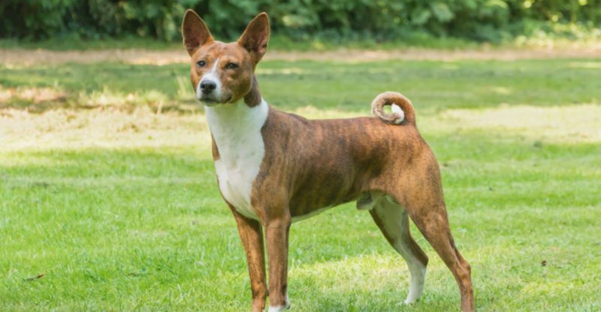 13 standout dogs that impress with their unique qualities