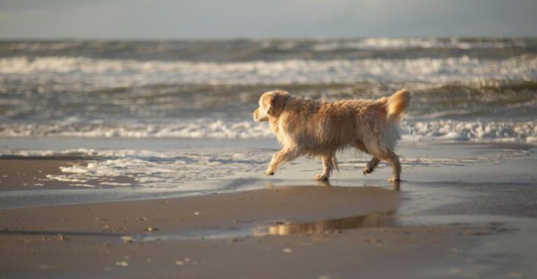 13 top dog breeds youll see everywhere in California dog news