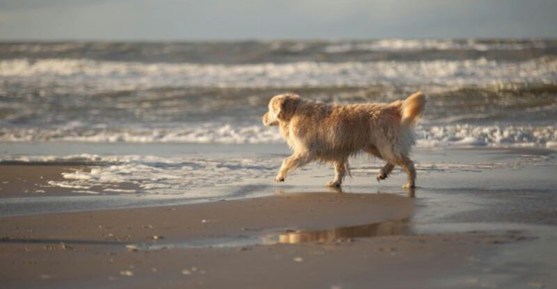 13 top dog breeds youll see everywhere in California