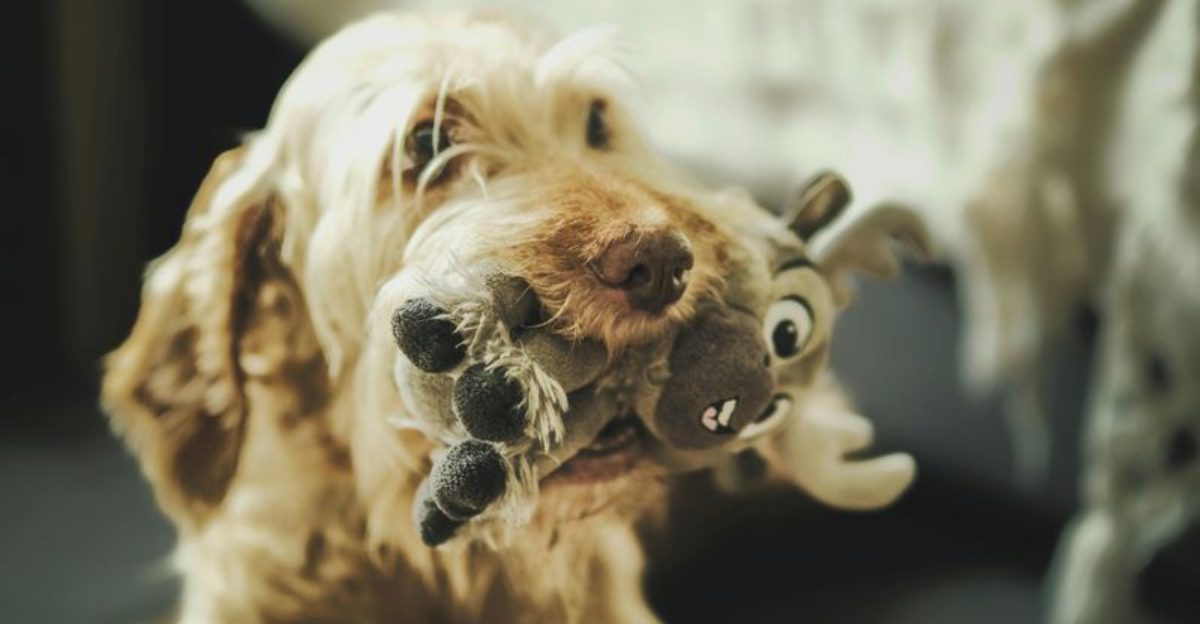 13 touching moments that prove your dogs quiet kindness