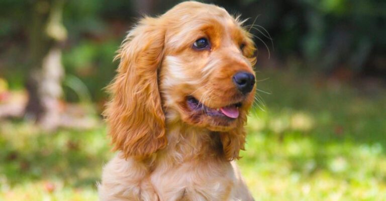 14 amazing dog breeds that rival the charm of Golden retrievers dog news