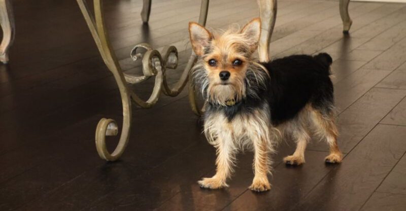14 designer dog mixes that take cuteness to another level