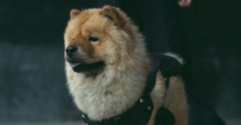 14 dog breeds so expensive theyre in a league of their own dog news