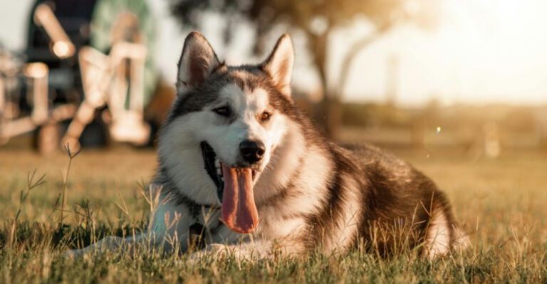 14 dog breeds that are simply too intense for most households dog news