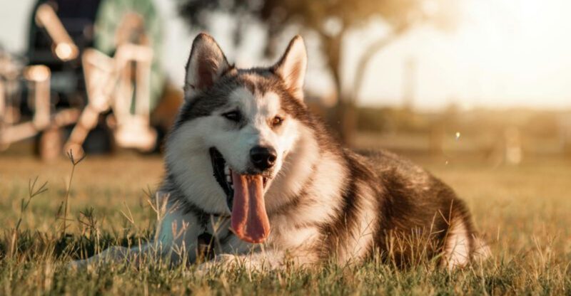 14 dog breeds that are simply too intense for most households