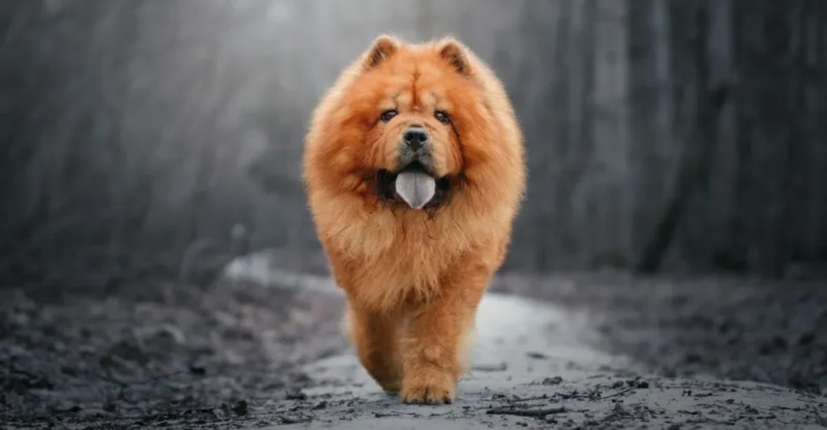 14 dog breeds that might not be as great as everyone says