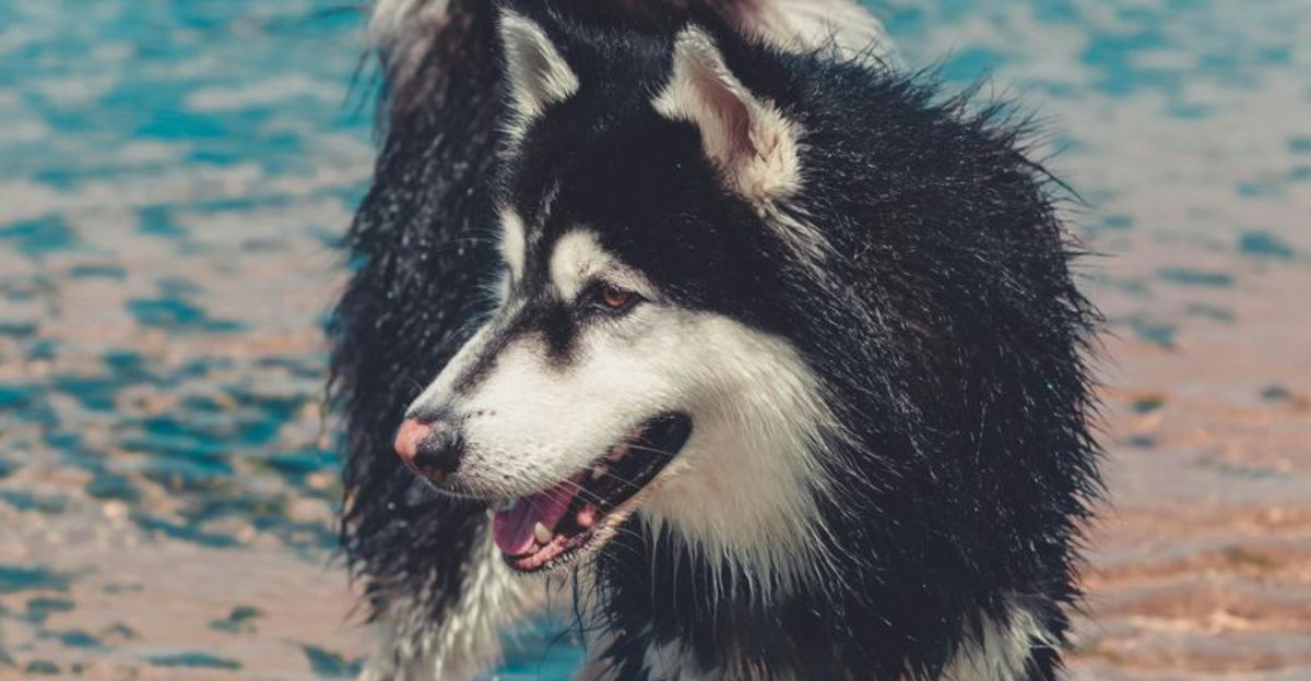 14 dog breeds that require more care than seniors