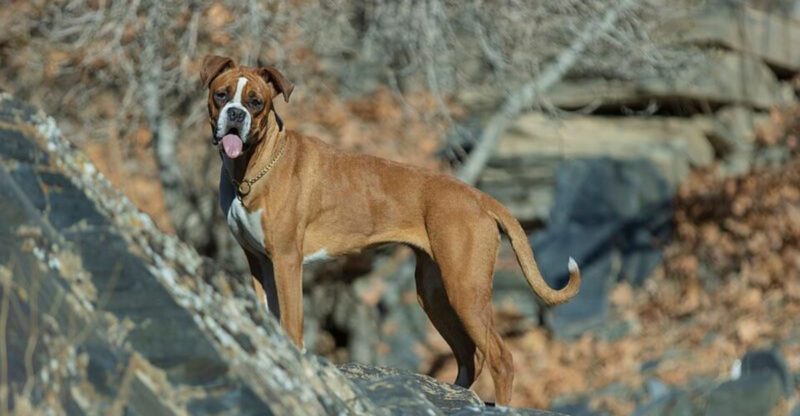 14 dog breeds whose unexpected ways of showing love will surprise you