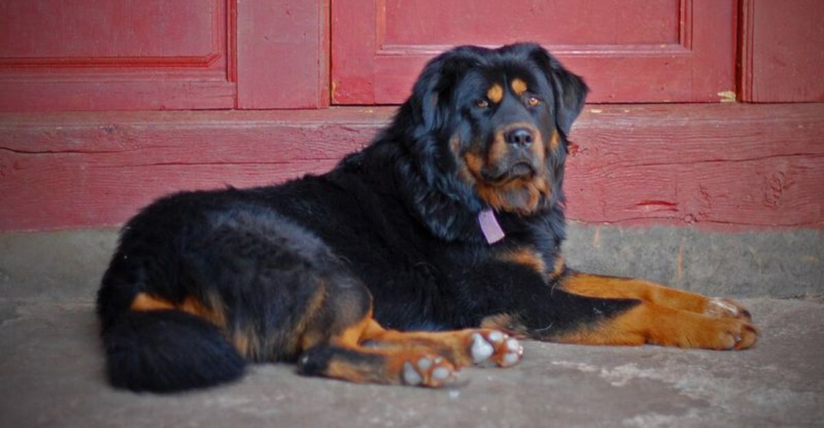 14 dog breeds with jaw dropping strength and build
