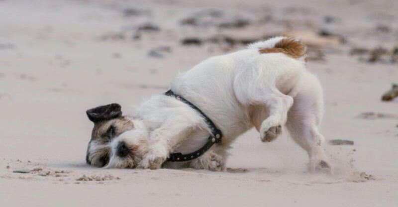 14 dog breeds you should never trust off leash no matter how well trained they seem plus 4 more that will keep you on edge