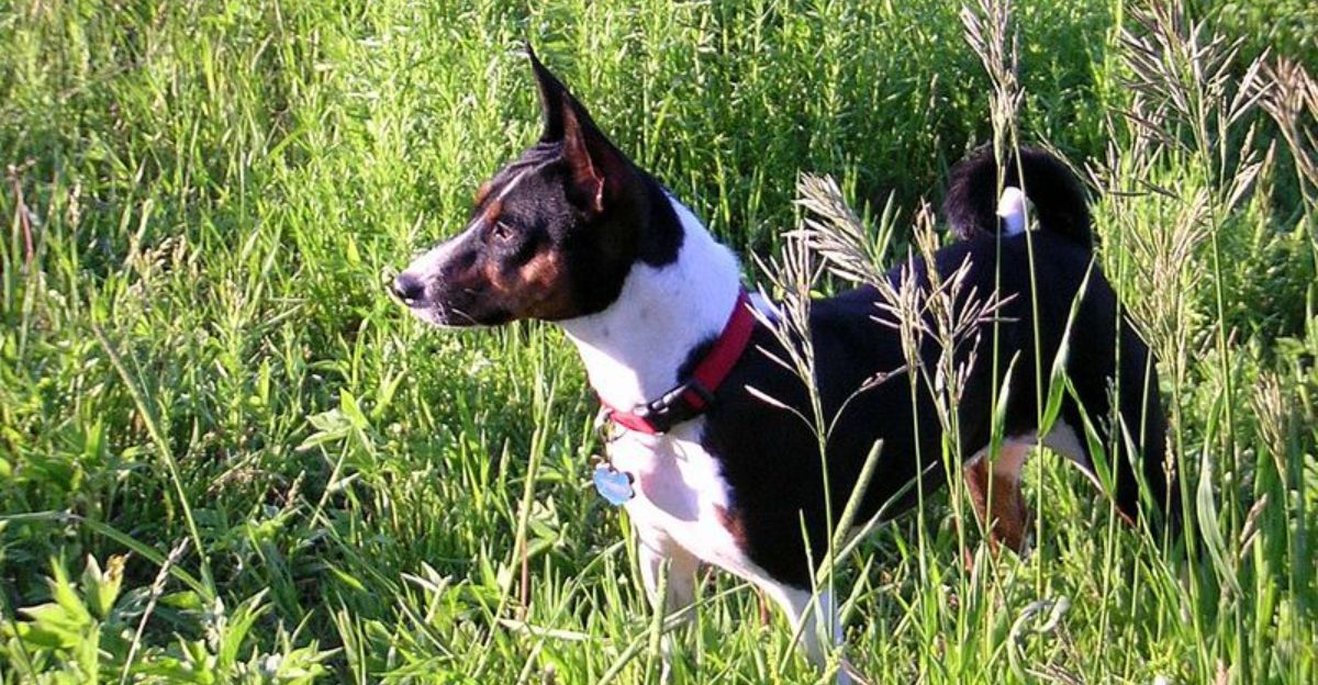 14 dogs experts warn may react aggressively without clear signals