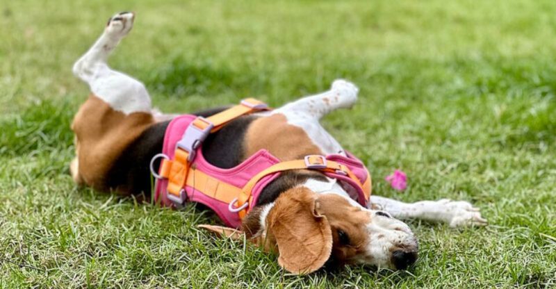 14 dogs that are too often left behind in shelters without a home